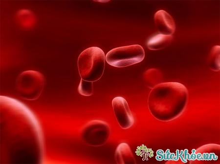 Thiếu máu tán huyết khiến đời sống hồng cầu bị giảm ngắn
