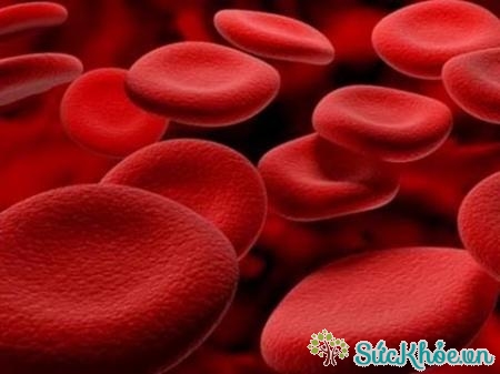 Cơ thể tự phá hủy tế bào hồng cầu sẽ dẫn đến thiếu máu huyết tán