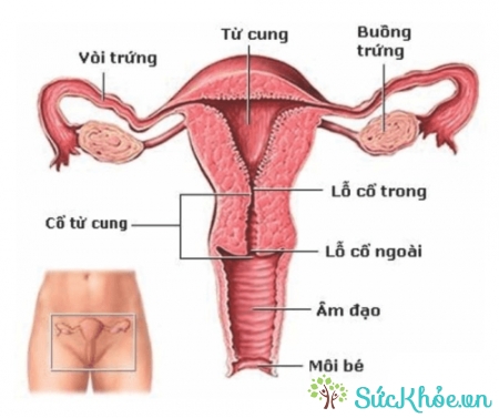U nang noãn buồng trứng thường xảy ra ở phụ nữ trong độ tuổi sinh sản