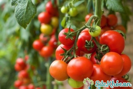 Công dụng của cà chua giúp cải thiện thị lực