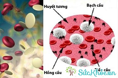 Giảm số lượng tế bào bạch cầu trong máu - một tác dụng phụ của methotrexate