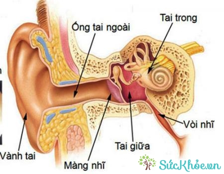 Bệnh nhân viêm tai giữa cấp tính thường bị nhiễm trùng tai và sốt
