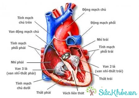 Hẹp van động mạch phổi là bệnh lý về van tim