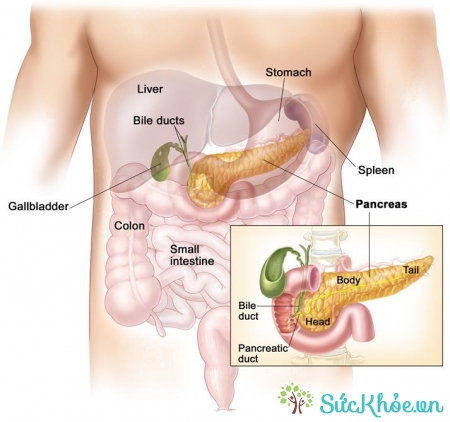 Tuyến tụy có chức năng sản xuất dịch tiêu hóa