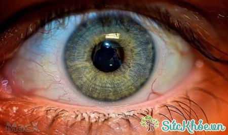 Rau muống cung cấp những dưỡng chất cần thiết giúp bảo vệ đôi mắt