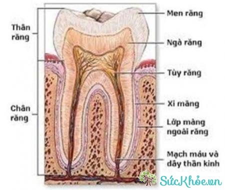 Ngà răng chiếm khối lượng lớn nhất của răng