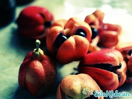 Nếu ăn phải hạt quả ackee có thể gây hôn mê hoặc tử vong