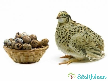 Công dụng của trứng chim cút cho sức khỏe