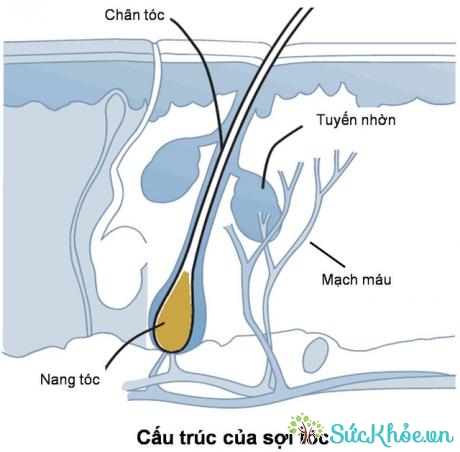 Hình ảnh cấu trúc sợi tóc