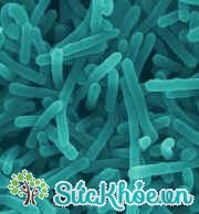 Hình ảnh mô tả vi khuẩn Listeria monocytogenes