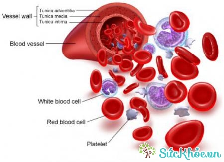 Ung thư và đái tháo đường đều có nguy cơ nhiễm nấm máu