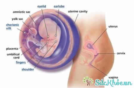 Sự phát triển của thai nhi tuần thứ 10
