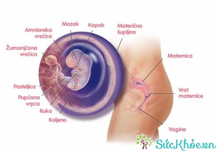 Sư phát triển của thai nhi tuần 9