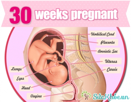 Sự phát triển của thai nhi tuần 30