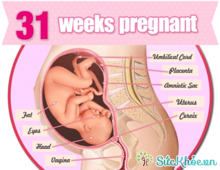 Sự phát triển của thai nhi tuần 31