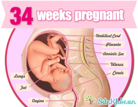  Sự phát triển của thai nhi tuần 34