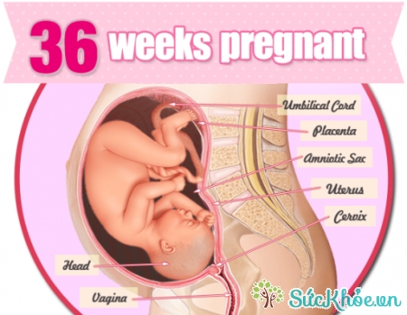 Sự phát triển của thai nhi tuần 36