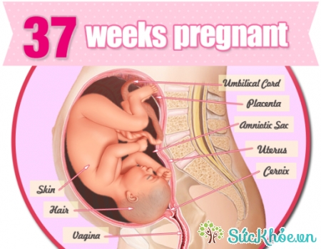 Sự phát triển của thai nhi tuần thứ 37
