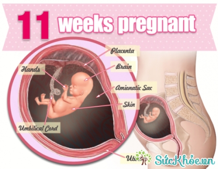Sự phát triển của thai nhi 11 tuần tuổi