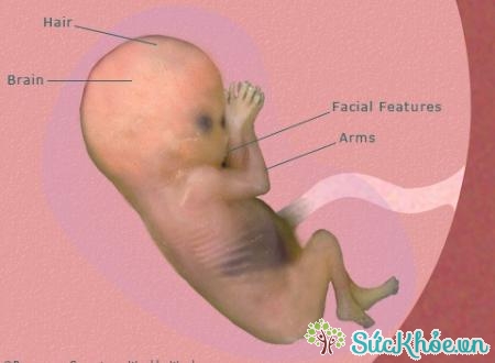 Sự phát triển của thai nhi 14 tuần tuổi
