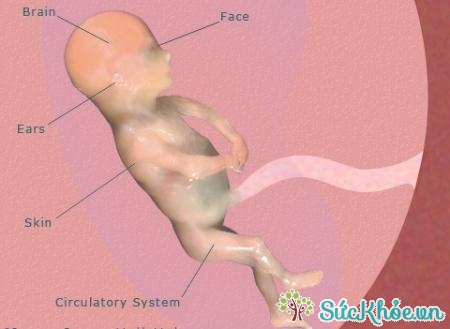 Sự phát triển của thai nhi tuần 16