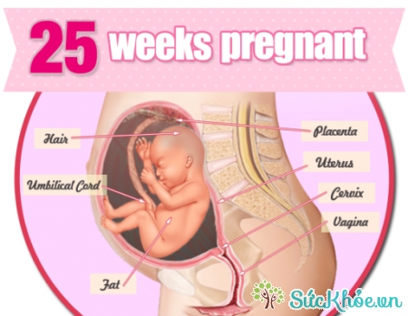 Sự phát triển của thai nhi 25 tuần tuổi