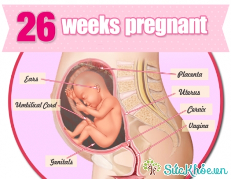 Sự phát triển của thai nhi tuần 26