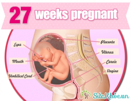 Sự phát triển của thai nhi 27 tuần tuổi