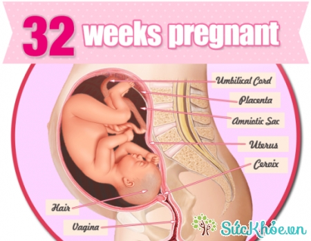 Sự phát triển của thai nhi 32 tuần tuổi