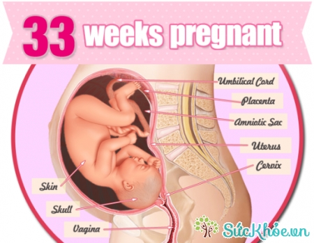 Sự phát triển của thai nhi tuần 33