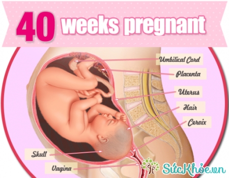Sự phát triển của thai nhi tuần 40