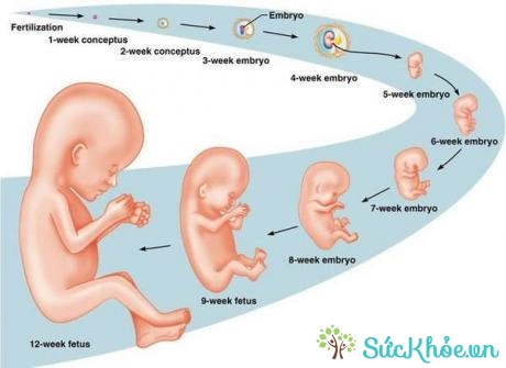 Sự phát triển của bào thai theo theo từng tuần tuổi, từ tuần đầu tiền đến tuần thứ 12.