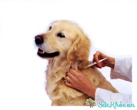 Tiêm phòng dại cho chó và các vật nuôi là biện pháp chủ yếu phòng bệnh dại