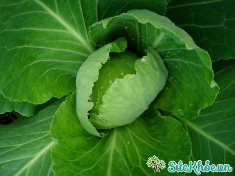 Các loại rau có lá xanh thẫm khác rất hiệu quả đối với rụng trứng và tinh trùng 