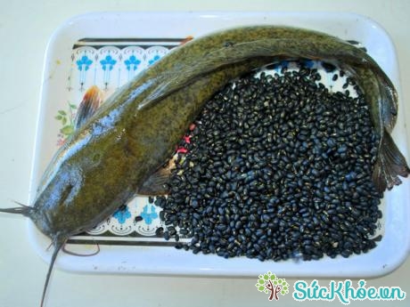 Cá trê nấu với đậu đen có tác dụng kiện tỳ, dưỡng huyết, điều kinh.