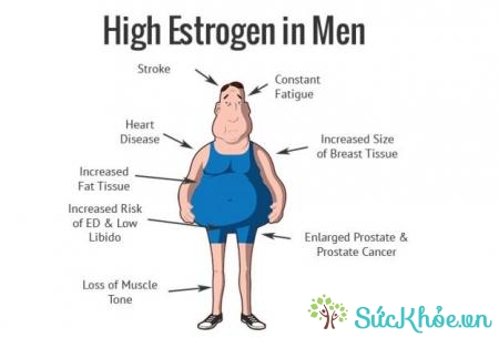 Estrogen là một trong hai loại hormone sinh dục nữ