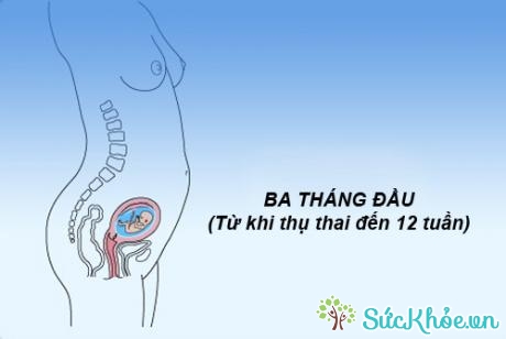 Thai nhi 3 tháng đầu