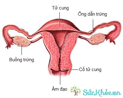Hình ảnh giải phẫu cơ quan sinh sản nữ.