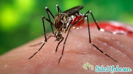 Mới đây CDC phát hiện, virus Zika lây lan không chỉ qua đường muỗi đốt, mà còn qua quan hệ tình dục và truyền máu