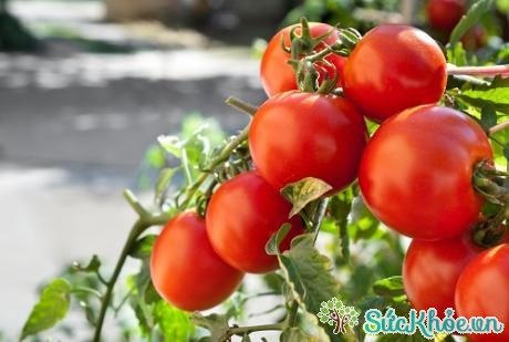 Cà chua có khả năng đặc biệt trong việc thúc đẩy các tế bào trở nên khỏe mạnh hơn để chống lại tác hại từ tia UV