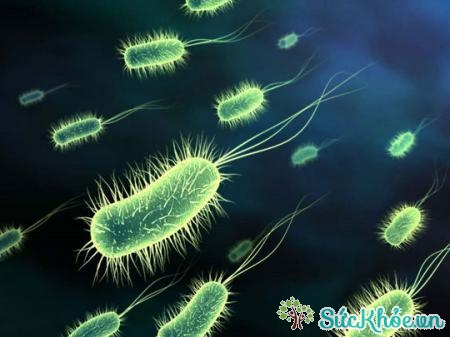 Vi khuẩn gây nhiều bệnh thông qua ăn uống, đường tình dục...