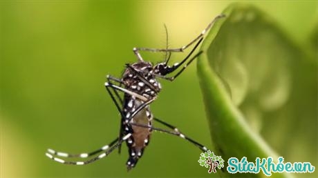 Muỗi Aedes - thủ phạm chính lây truyền vi-rút Zika