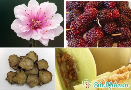 Một số thành phần trong bài thuốc Đào hoa hoàn gồn hoa đào, quả dâu chín, hắc phụ tử và hạt dưa bở