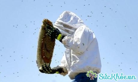Cần phải mặc quần áo bảo hộ cẩn thận khi tiếp cận với tổ ong (Ảnh minh họa: Internet)