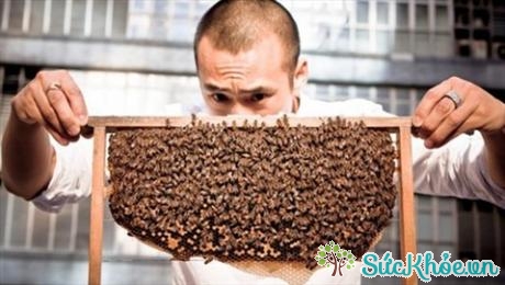 Ong không tự nhiên tấn công con người trừ khi chúng cảm thấy bị đe dọa (Ảnh minh họa: Internet)