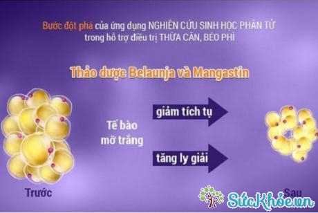 Ngoài dinh dưỡng và vận động, cần kết hợp sử dụng các tinh chất từ thiên nhiên có trong Belaunja và Mangastin để phát huy hiệu quả giảm cân.