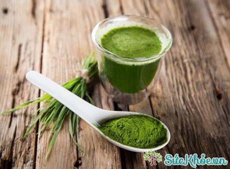 Tảo Spirulina chứa hơn 100 chất dinh dưỡng cần thiết cho người gầy muốn tăng cân