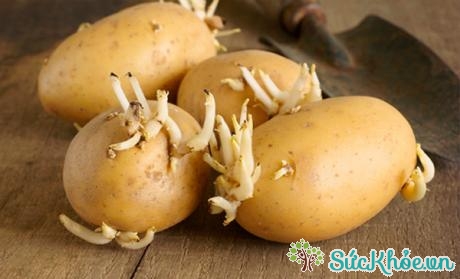 Nếu ăn khoai tây mọc mầm có nguy cơ bị đau bụng, ỉa chảy, nôn mửa, thậm chí bị suy hô hấp.