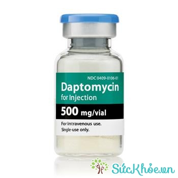Daptomycin (thuốc tiêm)