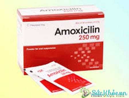 Amoxicillin (thuốc bột pha uống) và một số thông tin thuốc cơ bản nên chú ý